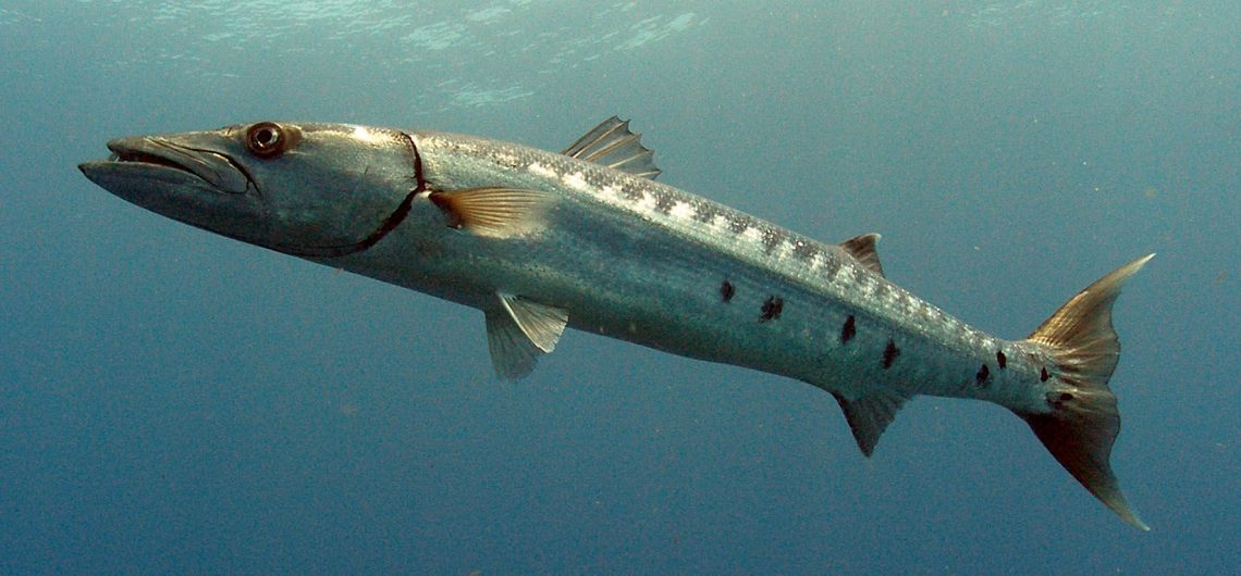 Punta Cana Fishing Charters Barracuda