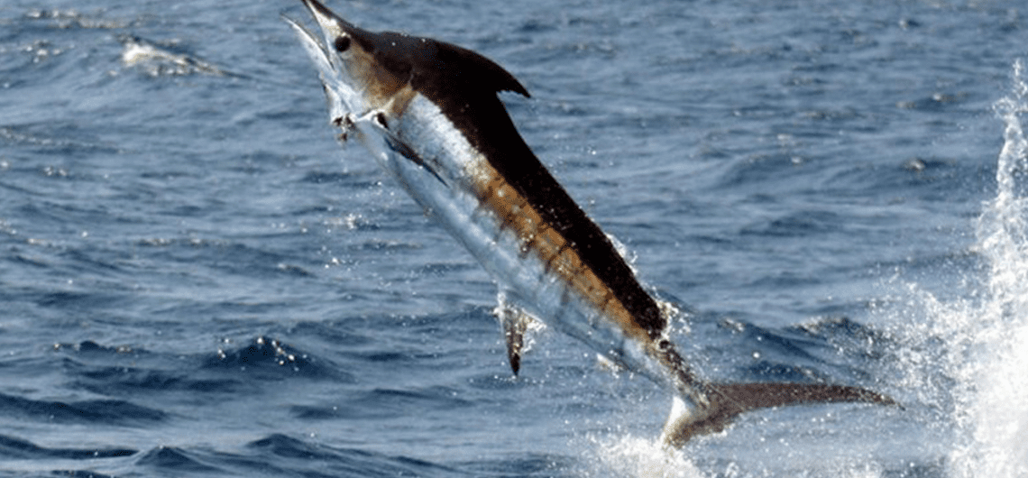 Punta Cana Fishing Charters Blue Marlin
