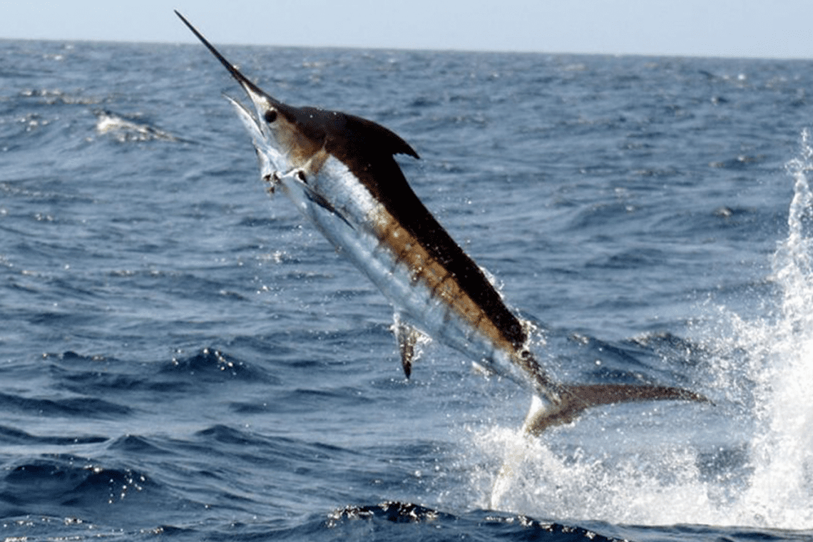 Punta Cana Fishing Charters Blue Marlin