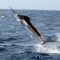 Punta Cana Fishing Charters Blue Marlin