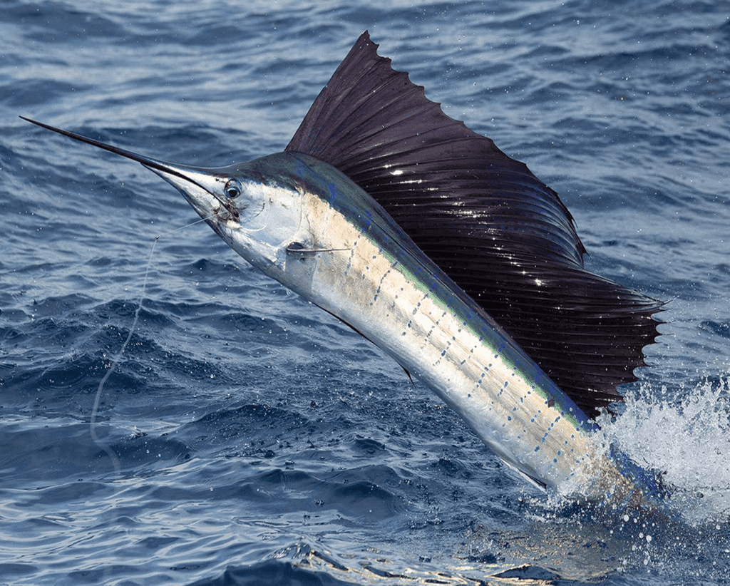 Sailfish Punta Cana Fishing Charters Fishing Pro Exclusive Punta Cana