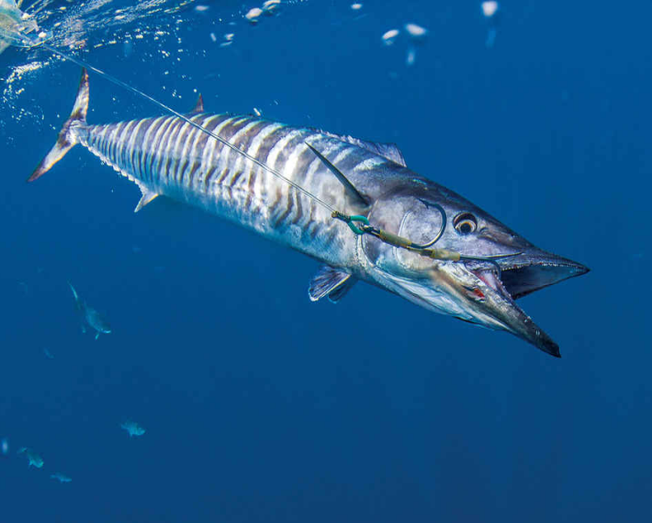 Wahoo Punta Cana Fishing Charters Fishing Pro Exclusive Punta Cana