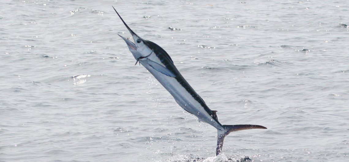 Punta Cana Fishing Charters White Marlin