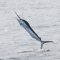 Punta Cana Fishing Charters White Marlin
