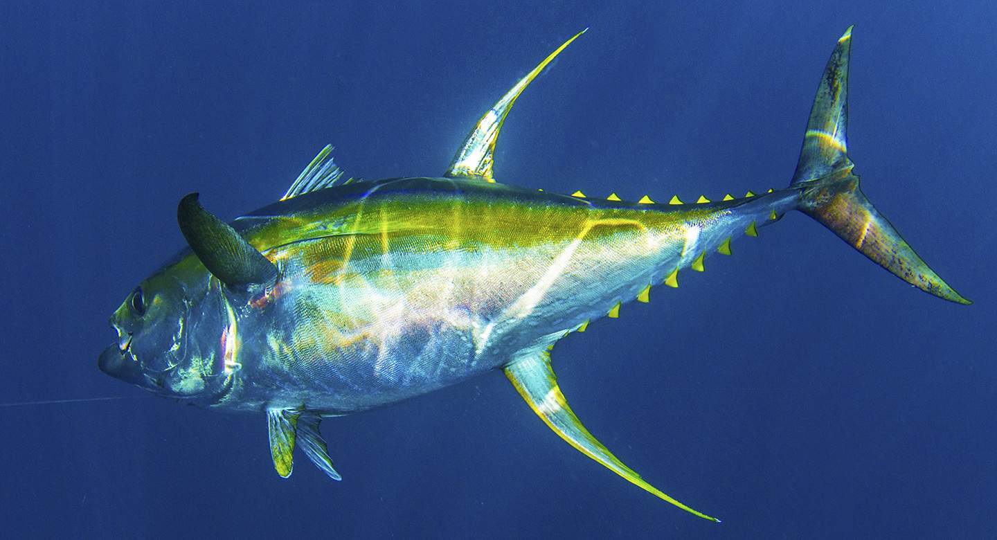 YellowFin Tuna - Punta Cana Fishing Charters